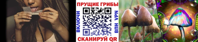 Псилоцибиновые грибы Cubensis  наркошоп  Петровск-Забайкальский 